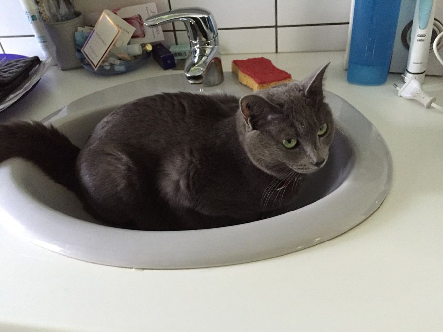 Un chat gris est allongé dans un lavabo de salle de bain