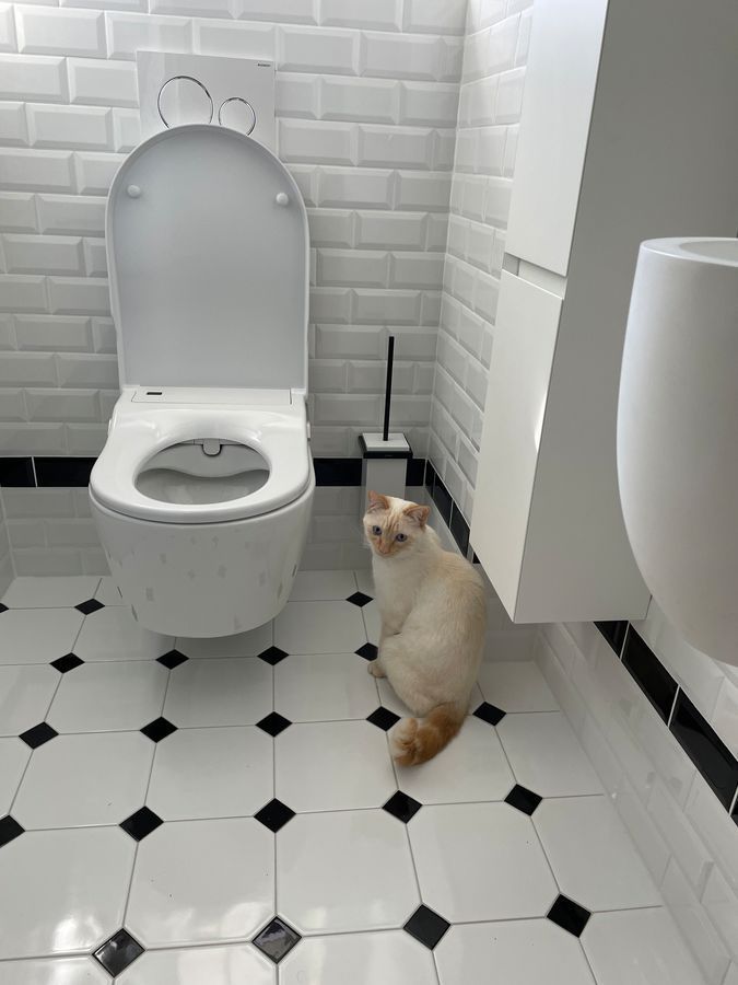 Un chat est assis à côté des toilettes dans une salle de bain.