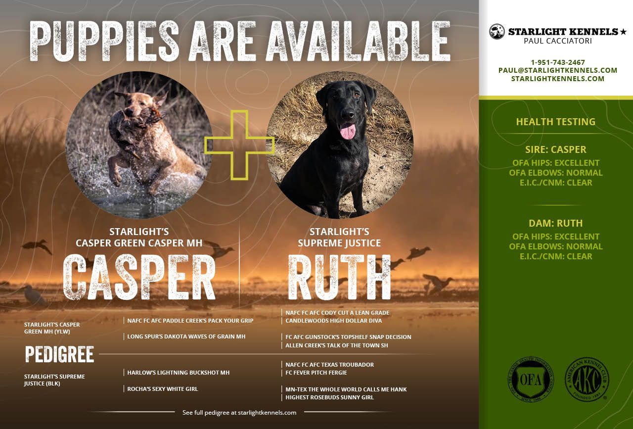 Puppies Are Available!  Casper and Ruth