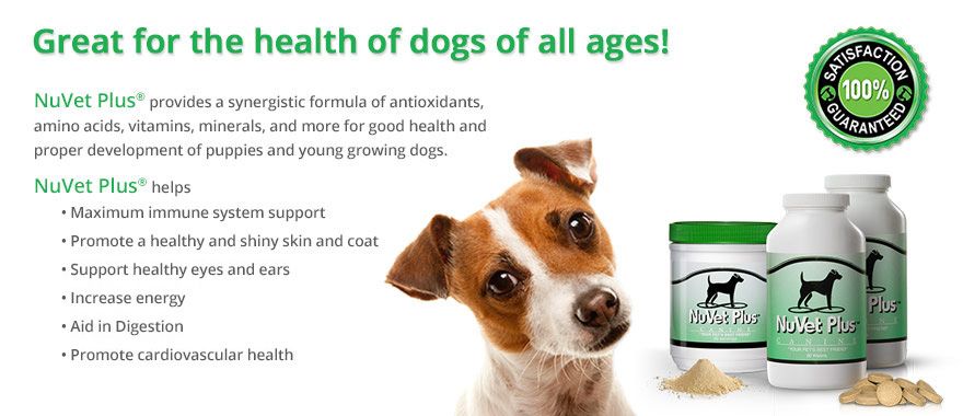 Great for the health of dogs of all ages