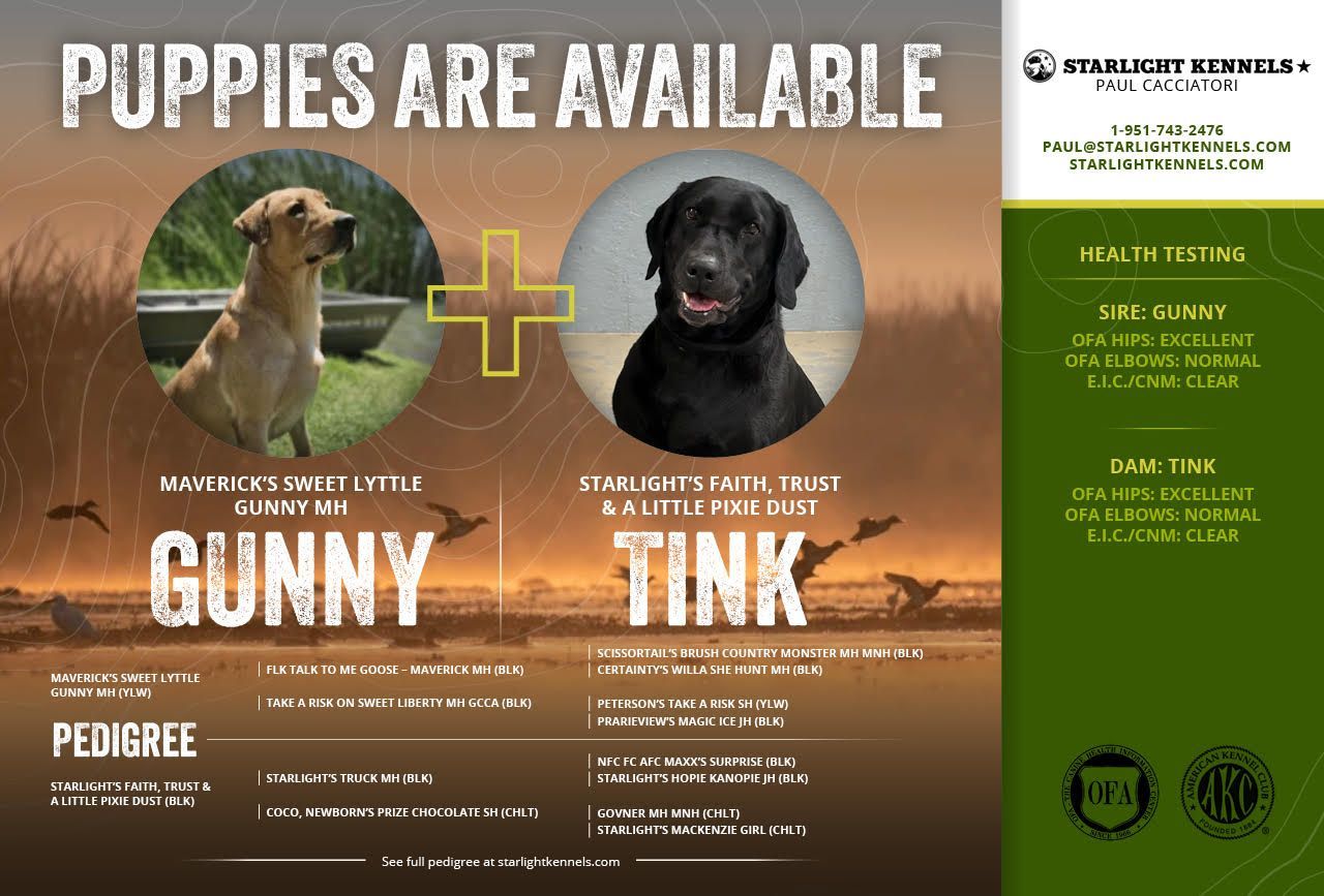 Puppies are available