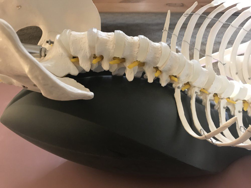A close up of a skeleton on a Oov