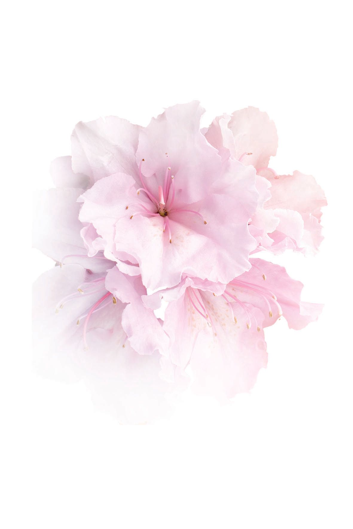 Eine Nahaufnahme einer rosa Blume auf weißem Hintergrund.