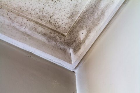 Home that needs house mold removal in Lancaster, PA