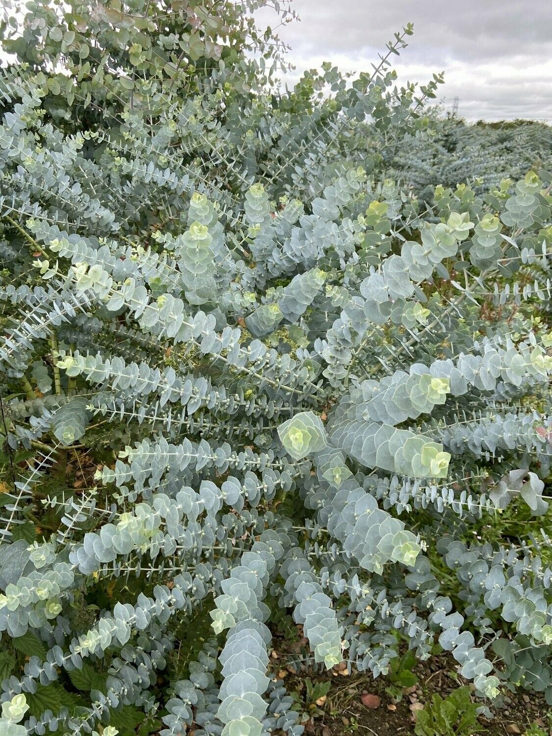 baby blue eucalyptus