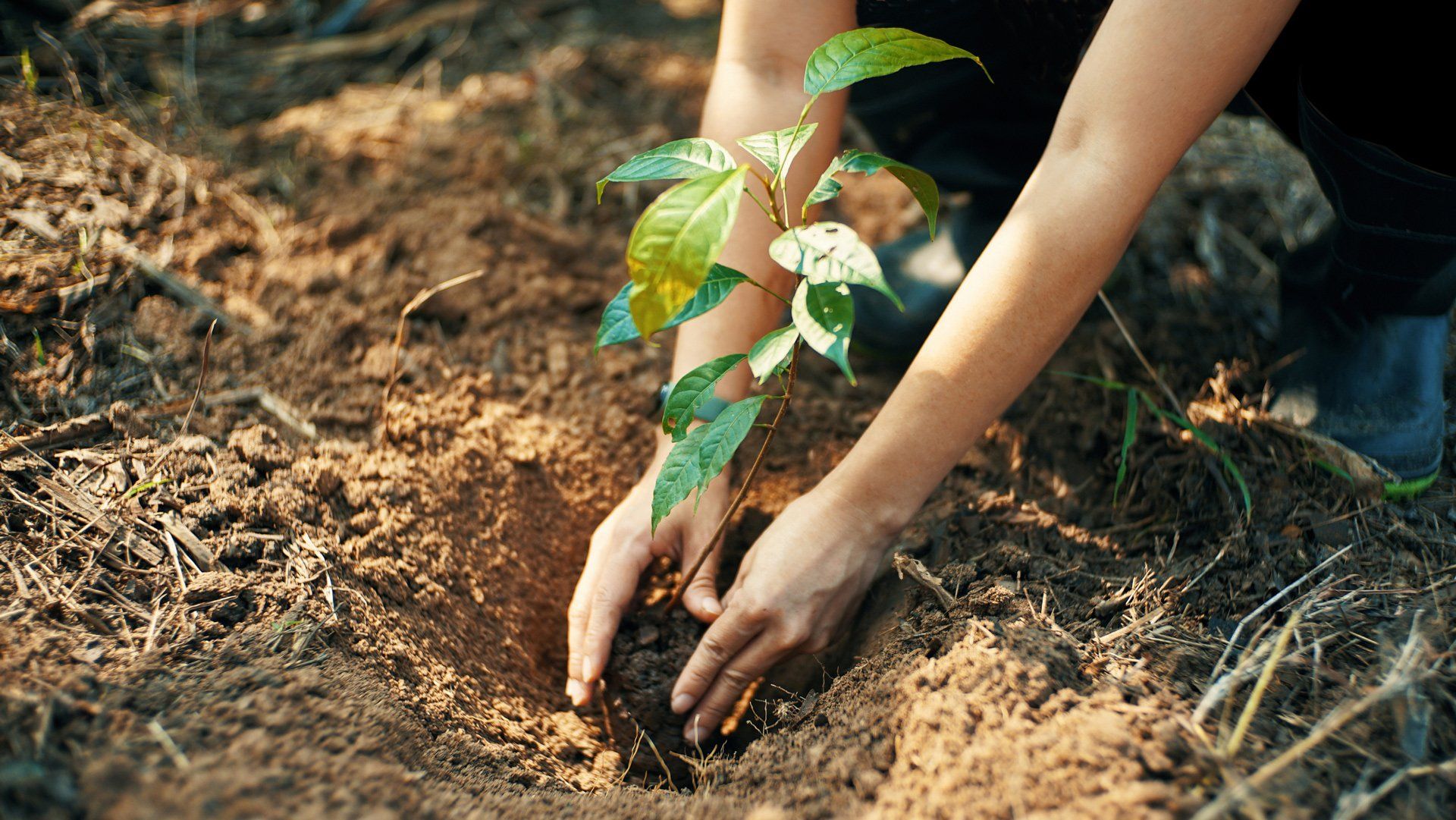 Woman Planting A Tree — Marietta, GA — Atlas Tree Services LLC
