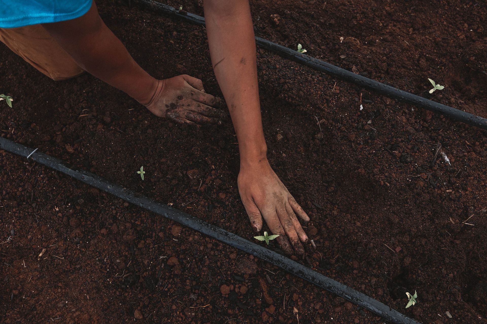 Person kneeling on soil, planting seeds in a garden bed.