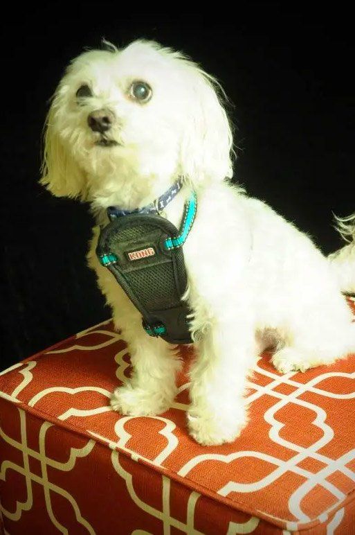 White dog wearing a black and teal harness sits on a red patterned ottoman, looking up.