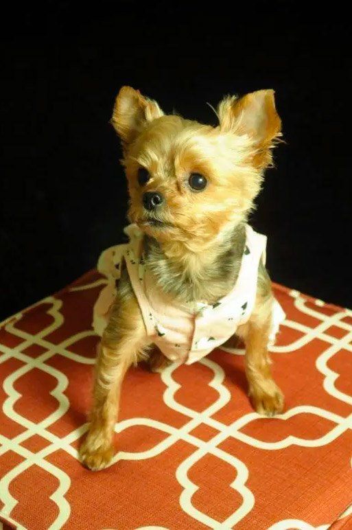 Yorkshire Terrier in pink outfit sitting on a red and white patterned cushion, black background.