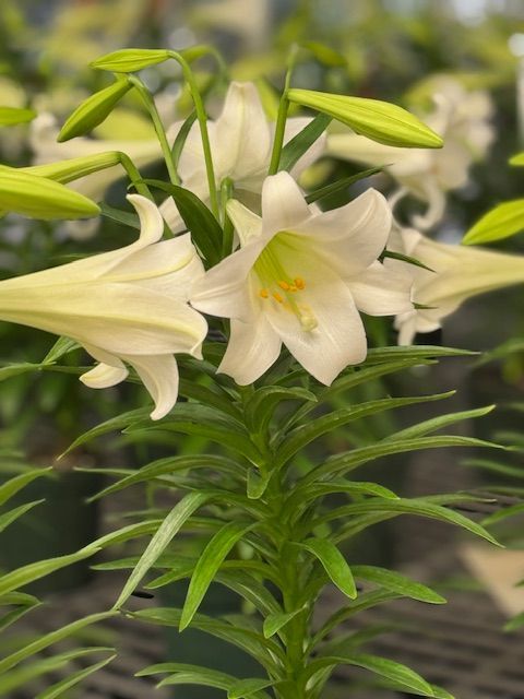 A close up of a plant with white flowers and green leaves