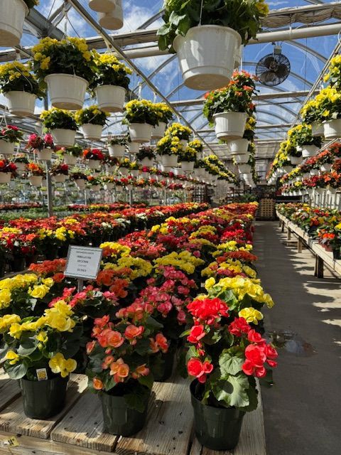 A greenhouse filled with lots of potted flowers