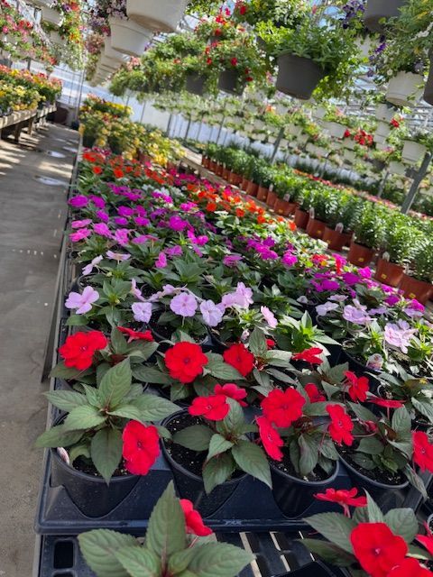 A greenhouse filled with lots of different colored flowers
