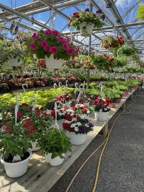 A greenhouse filled with lots of potted plants and hanging baskets of flowers.