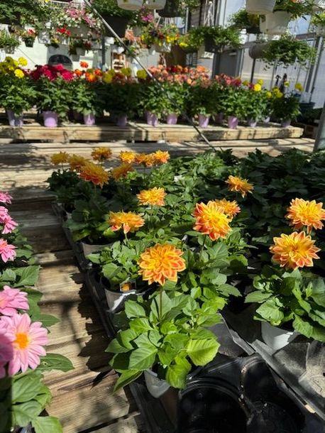 A greenhouse filled with lots of potted flowers
