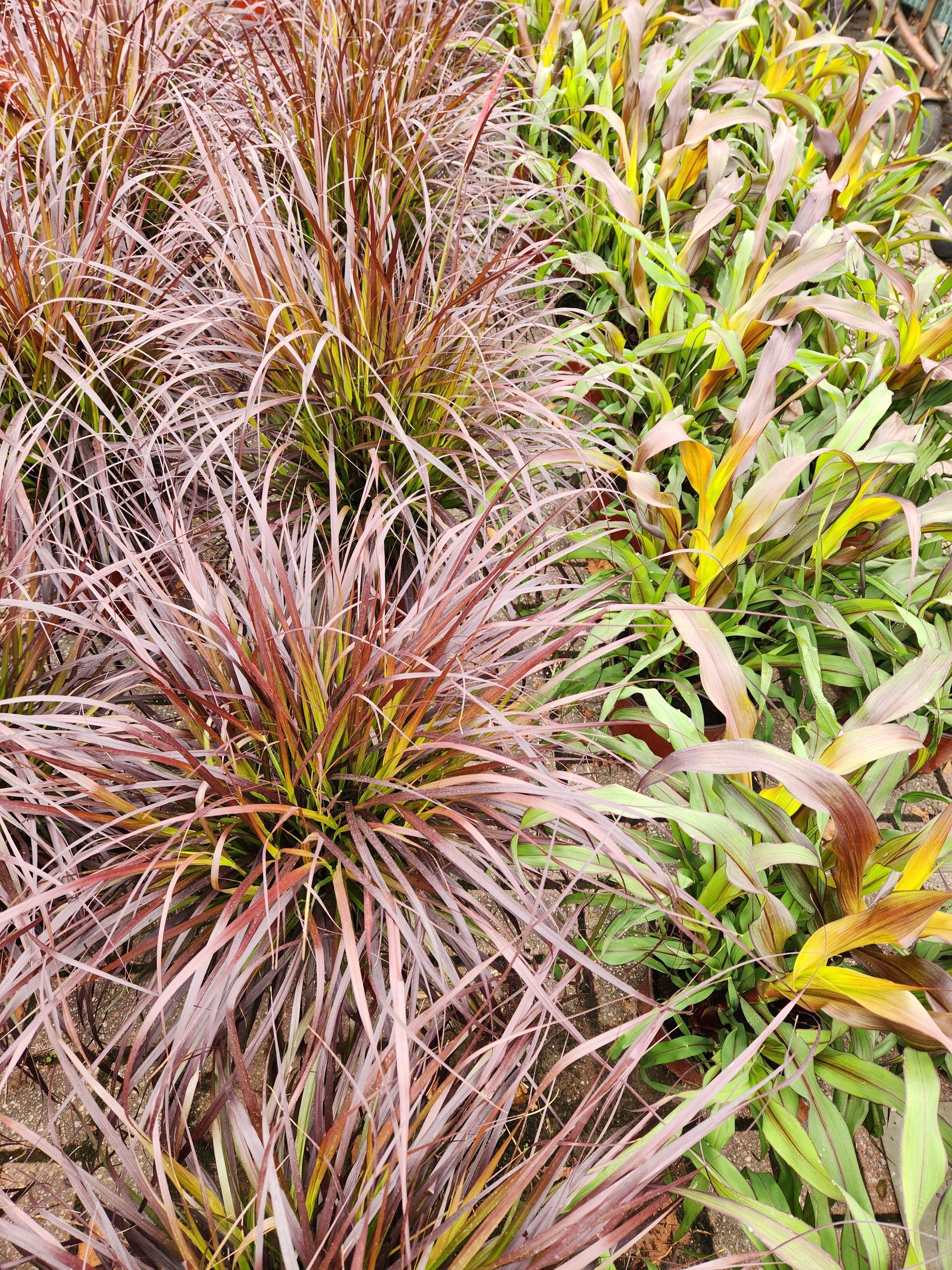 A bunch of plants with purple leaves are growing in a garden.