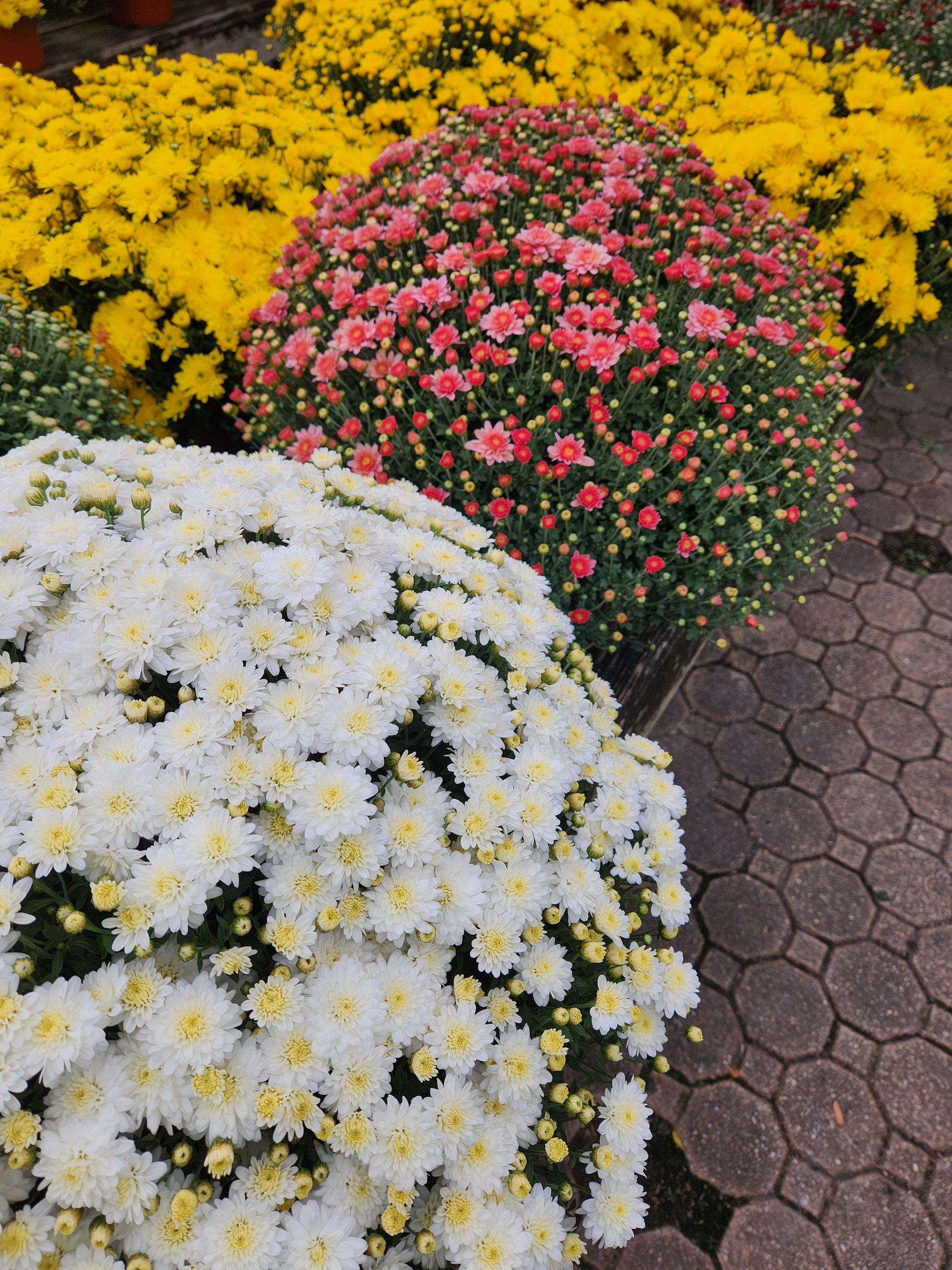 A bunch of different colored flowers on a sidewalk
