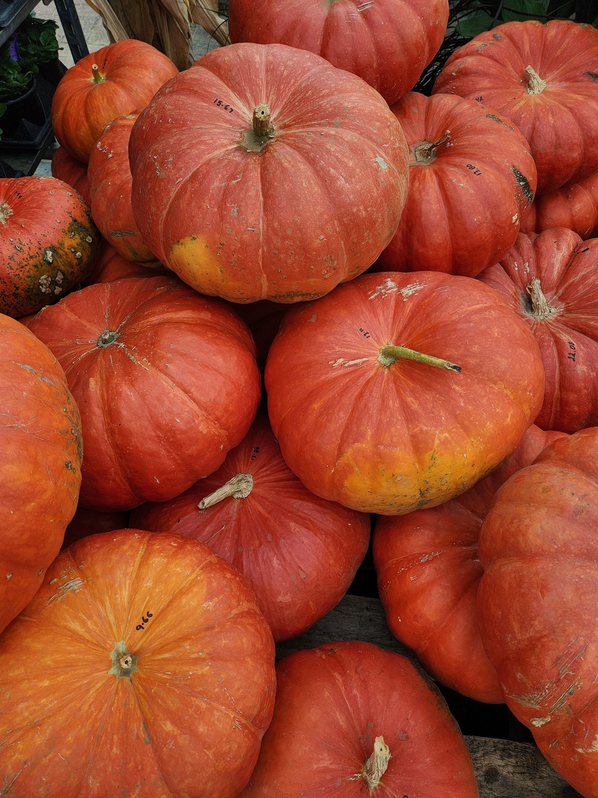 A bunch of red pumpkins are stacked on top of each other.