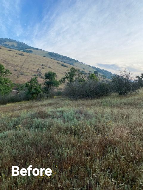 Grassy hillside under a cloudy sky with shrubs and distant trees
