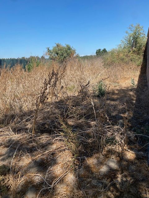 Dry grassy field with sparse shrubs and trees under a clear blue sky.
