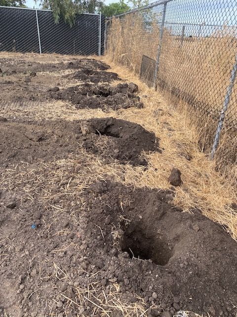 Row of freshly dug holes in dry soil beside a chain-link fence on a sunny day