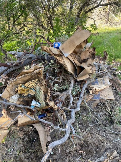 Pile of cardboard and debris tangled in tree roots outdoors