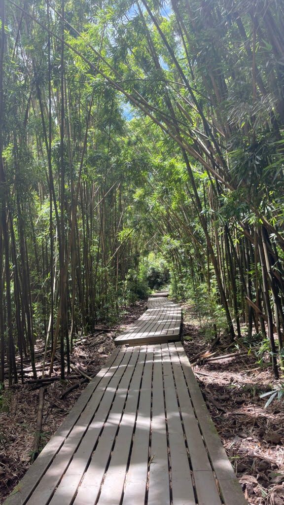 Walking in the forest at Kīpahulu Campground in Haleakalā National Park with Mana Vans Hawaii.