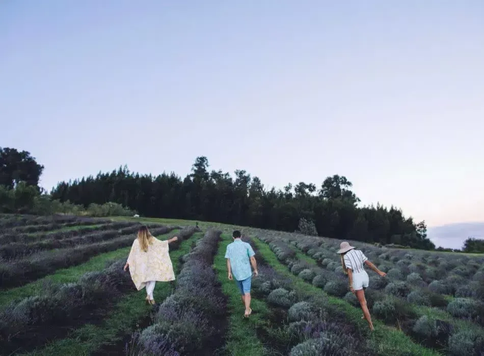 A group of people are walking through a lavender field.