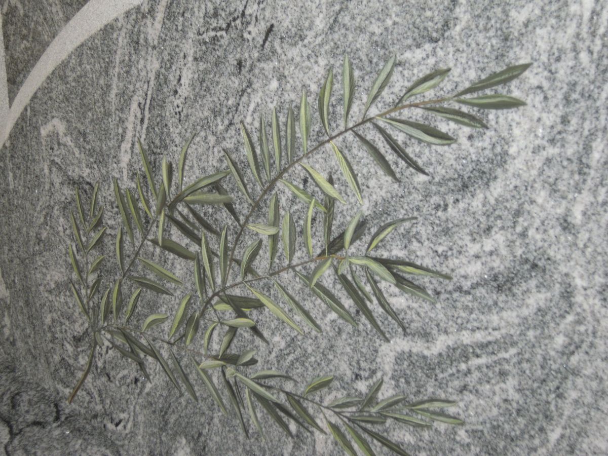 Decorazione floreale incisa su marmo