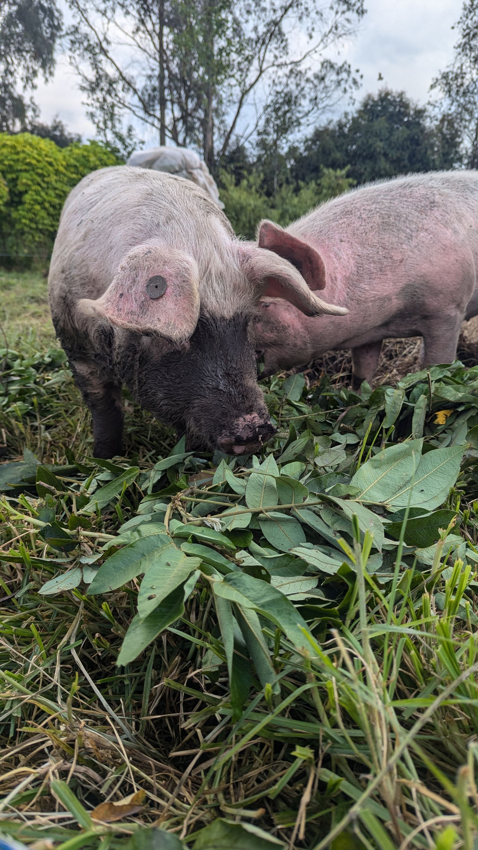 cerditos felices comiendo pasto 