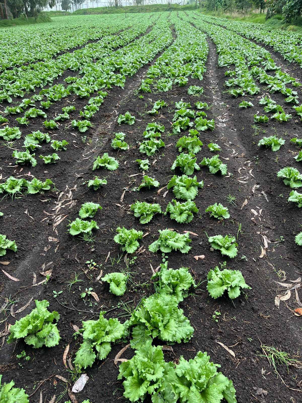 lechichas del huerto