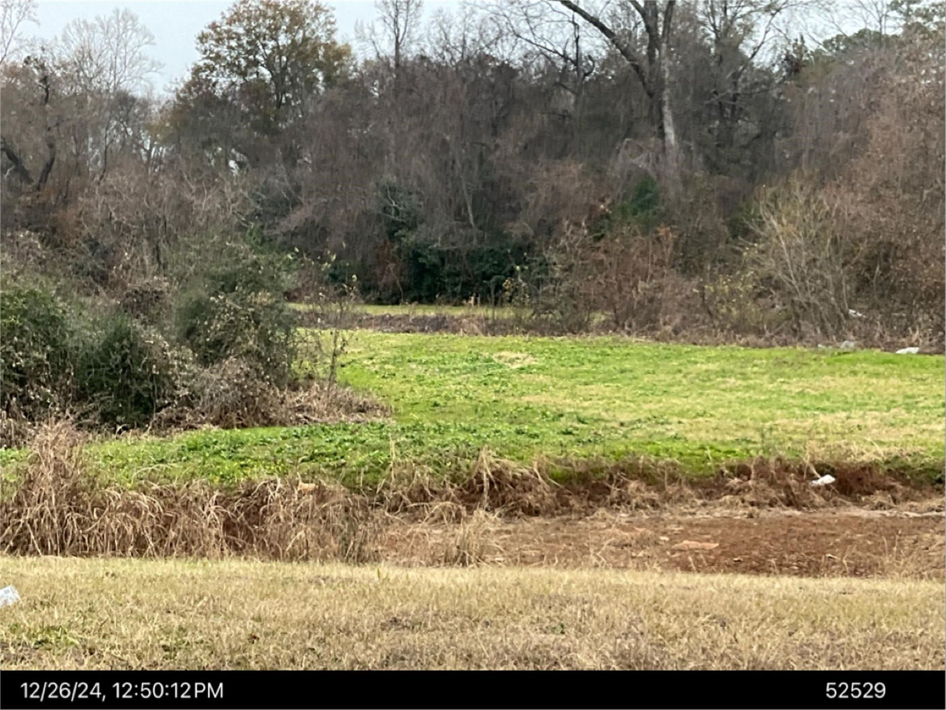 A picture of a field with trees in the background.