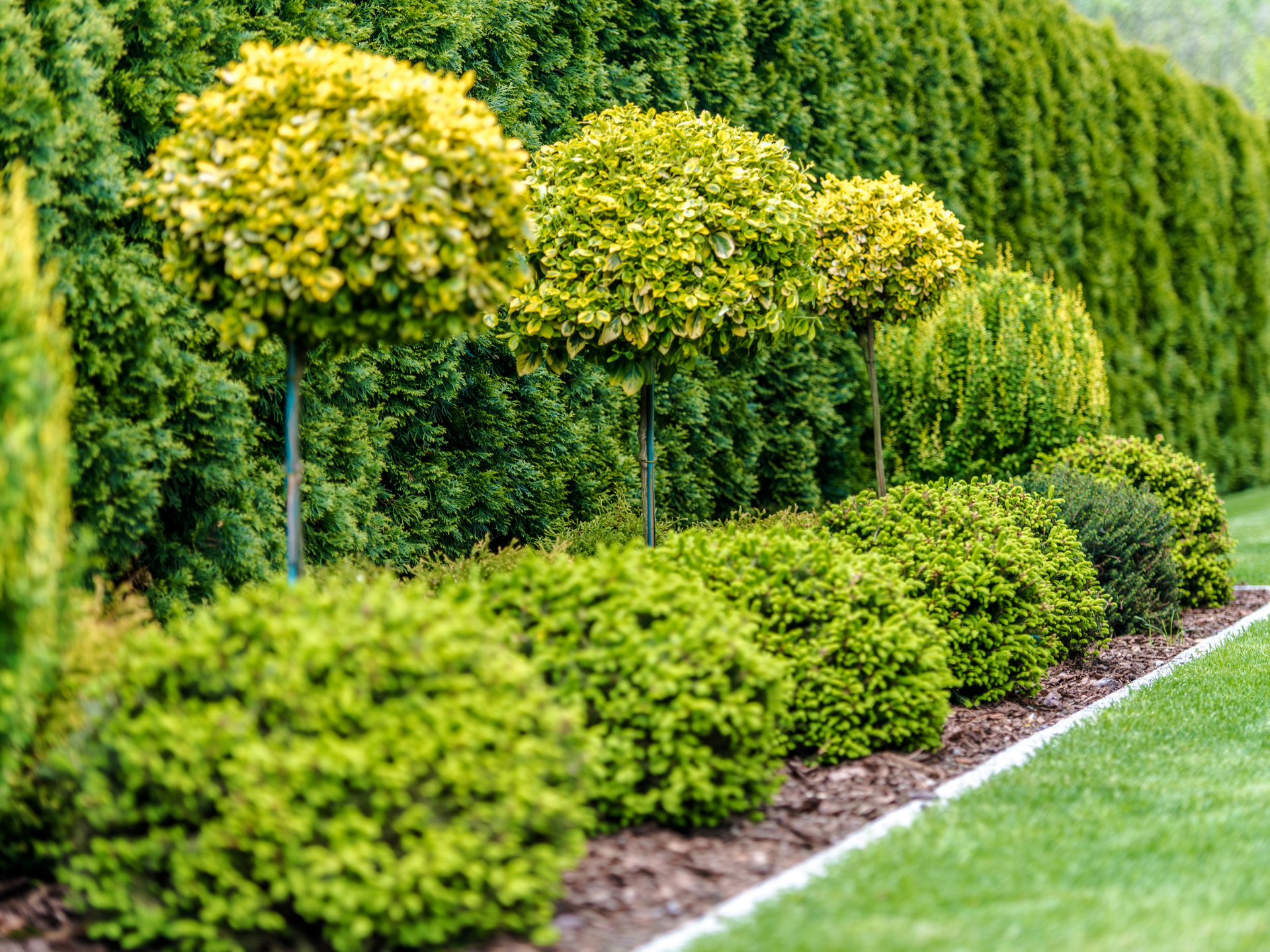 A row of trees and bushes in a garden.
