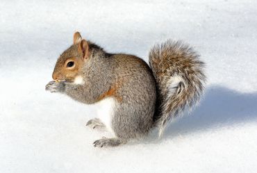 a squirrel is sitting in the snow eating a nut .