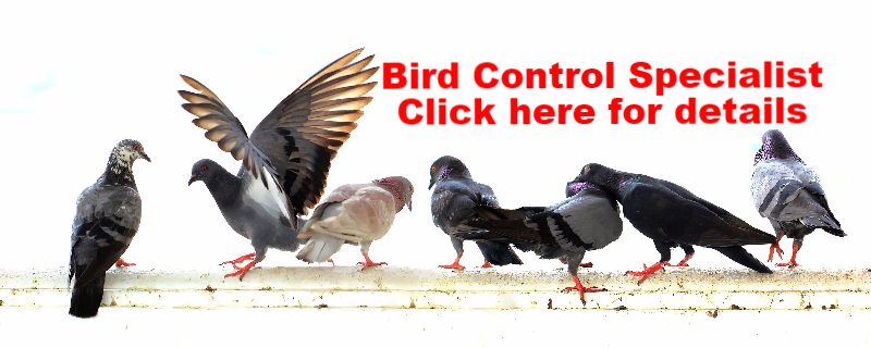 a group of pigeons are standing next to each other on a white background .
