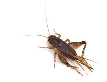 a close up of a cricket on a white background .