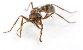 a close up of a brown ant on a white background .