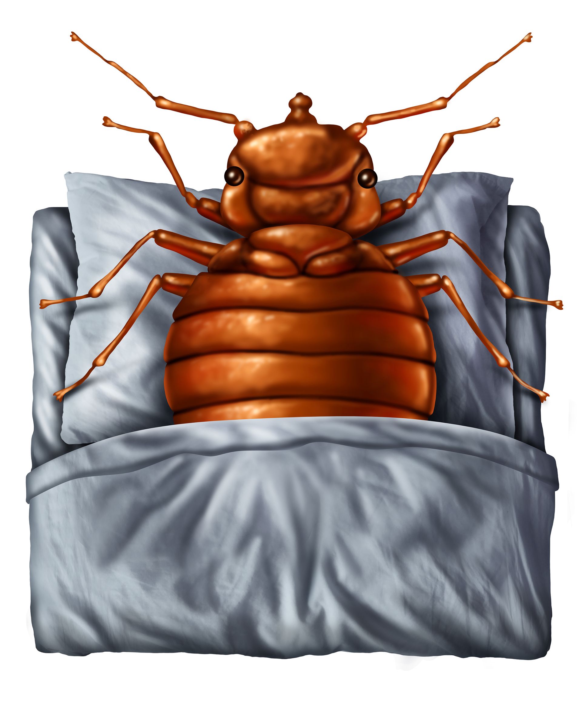 a bed bug is laying on a pillow on a bed