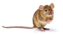 a small brown mouse is standing on its hind legs on a white background .