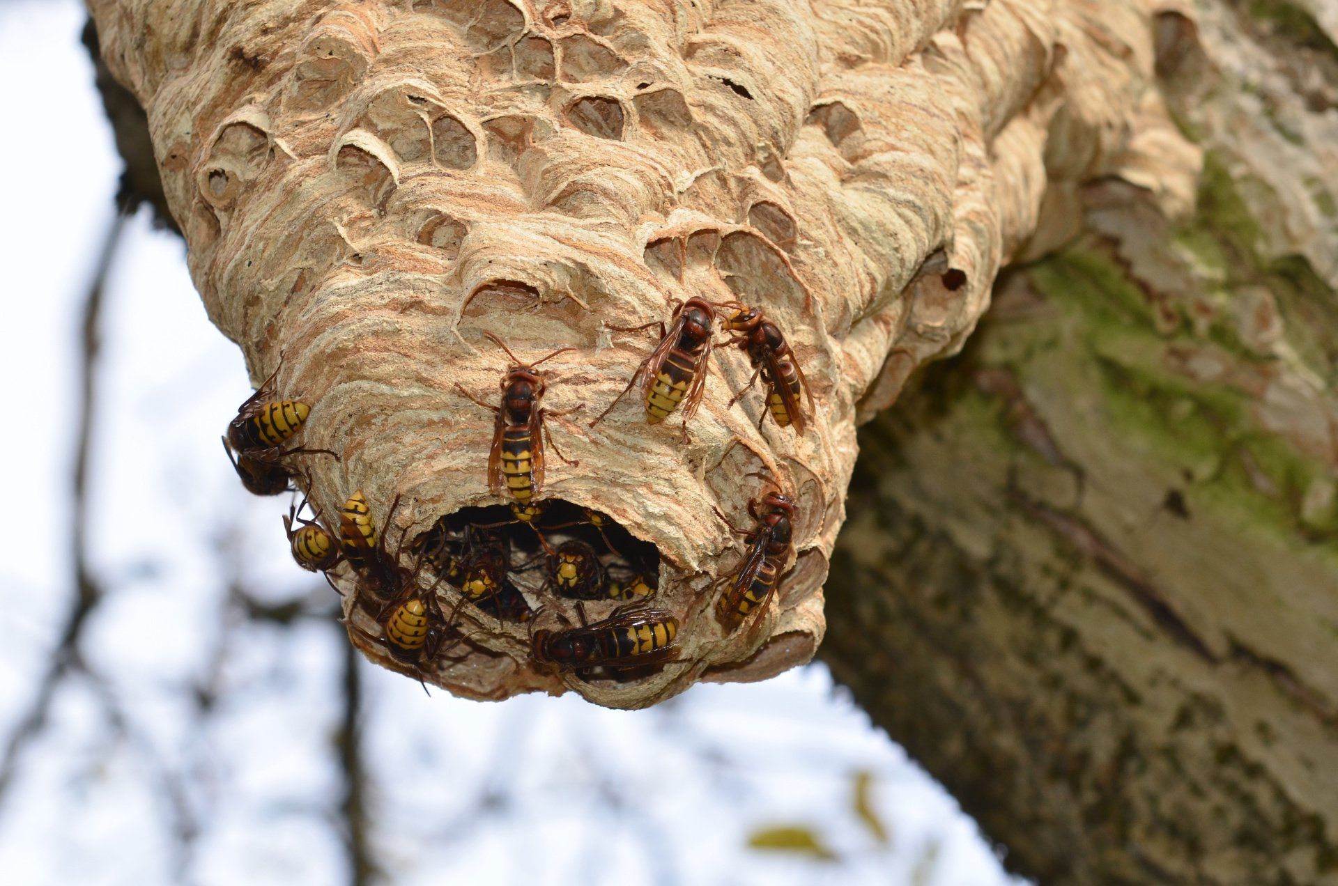 a close up of a wasp nest hanging from a tree branch .