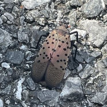 spotted lanternfly showing colors