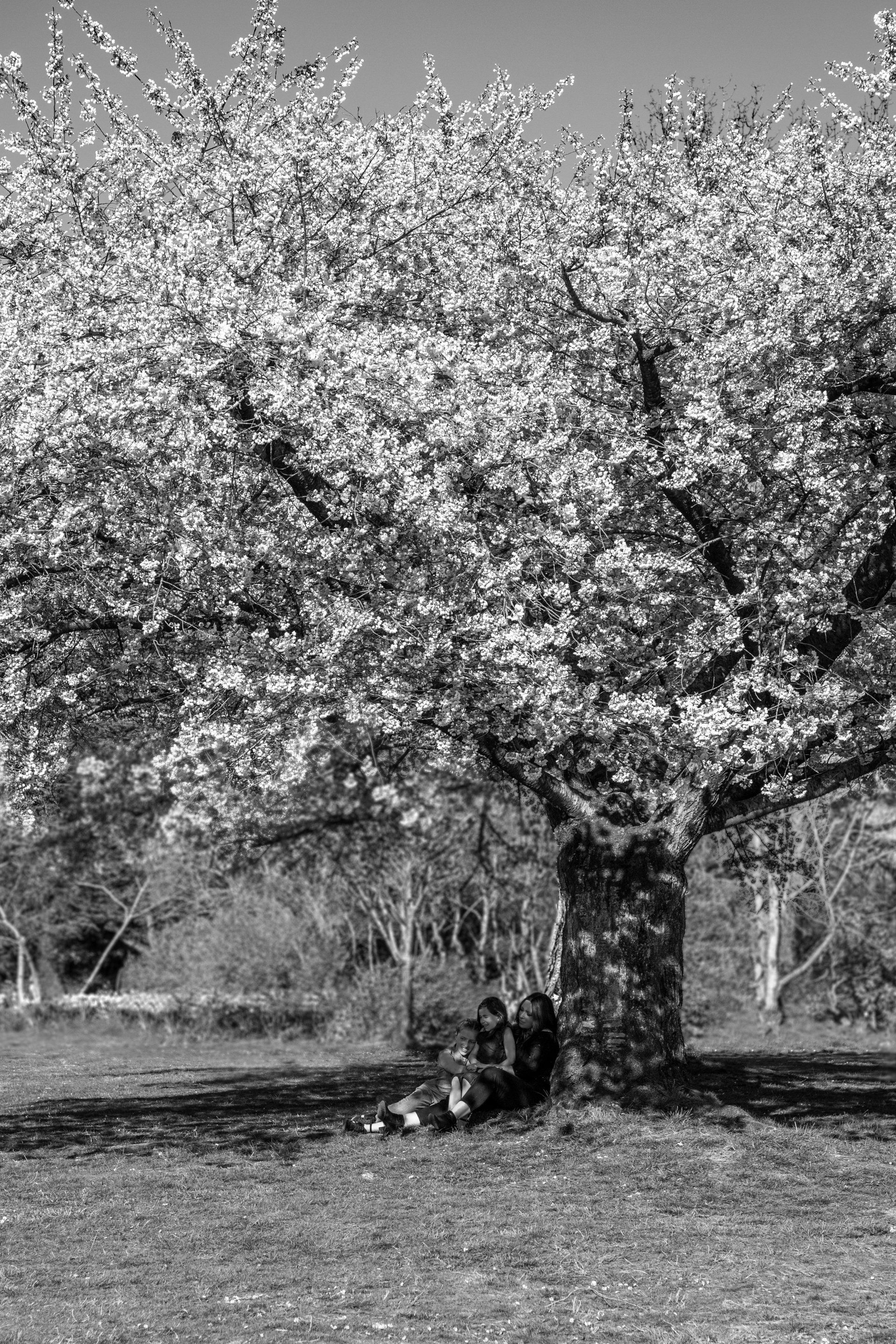 Natalie-DAngelo-Photography-Vancouver-BC-Canada-BlackWhite-Family-Portraits-Visual-Storyteller-mother-daughters-under-tree-mothersday