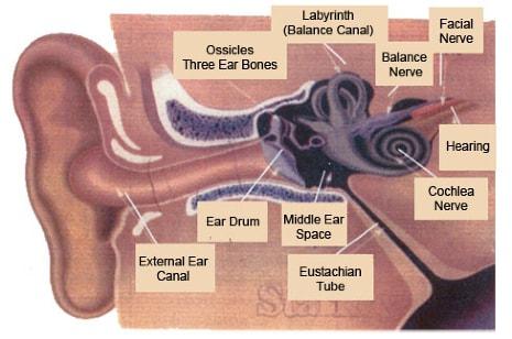 Hearing Aids Replacement — The Human Ear in Leavenworth, KS