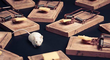 mouse surrounded by traps