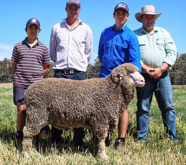 Lachlan Merinos sheep