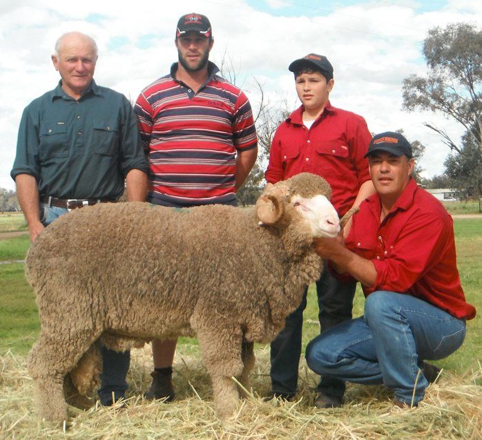 Lachlan Merinos sheep