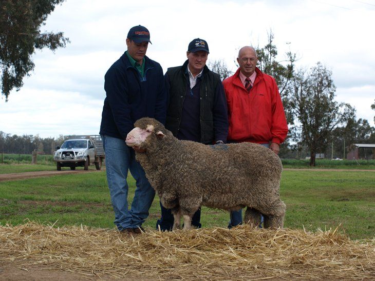 Lachlan Merinos sheep