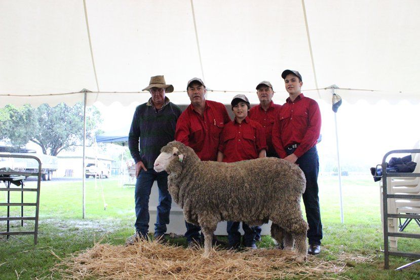 Lachlan Merinos sheep