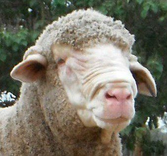 Lachlan Merinos sheep
