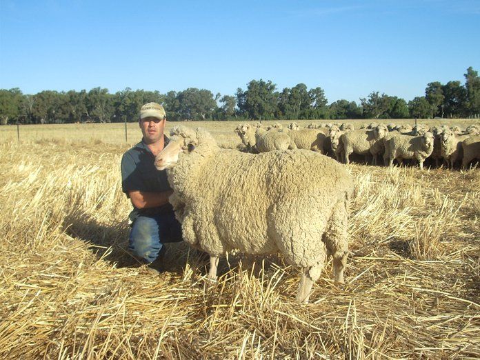 Lachlan Merinos sheep