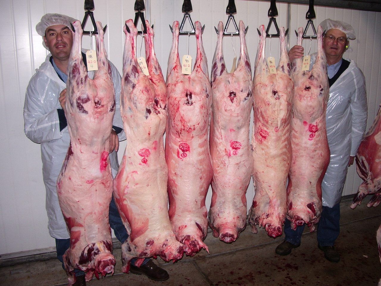 Lachlan Merinos sheep